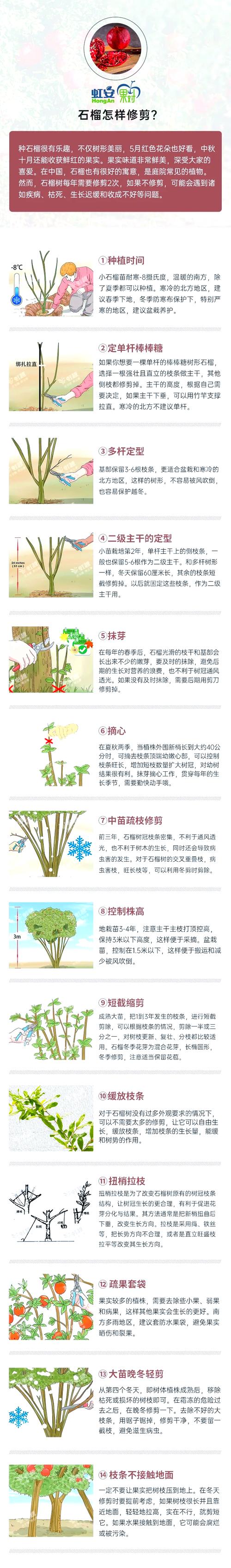 石榴树修剪指南:关键技巧、时间节点与注意事项 石榴树越冬越夏:防寒防暑,安全过渡