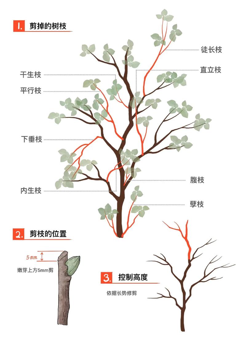 石榴树修剪指南:关键技巧、时间节点与注意事项 石榴树光照:全日照养护,越晒越好