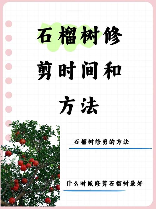 石榴树修剪指南:关键技巧、时间节点与注意事项 石榴树换盆/田间管理:适时换土,改良土壤