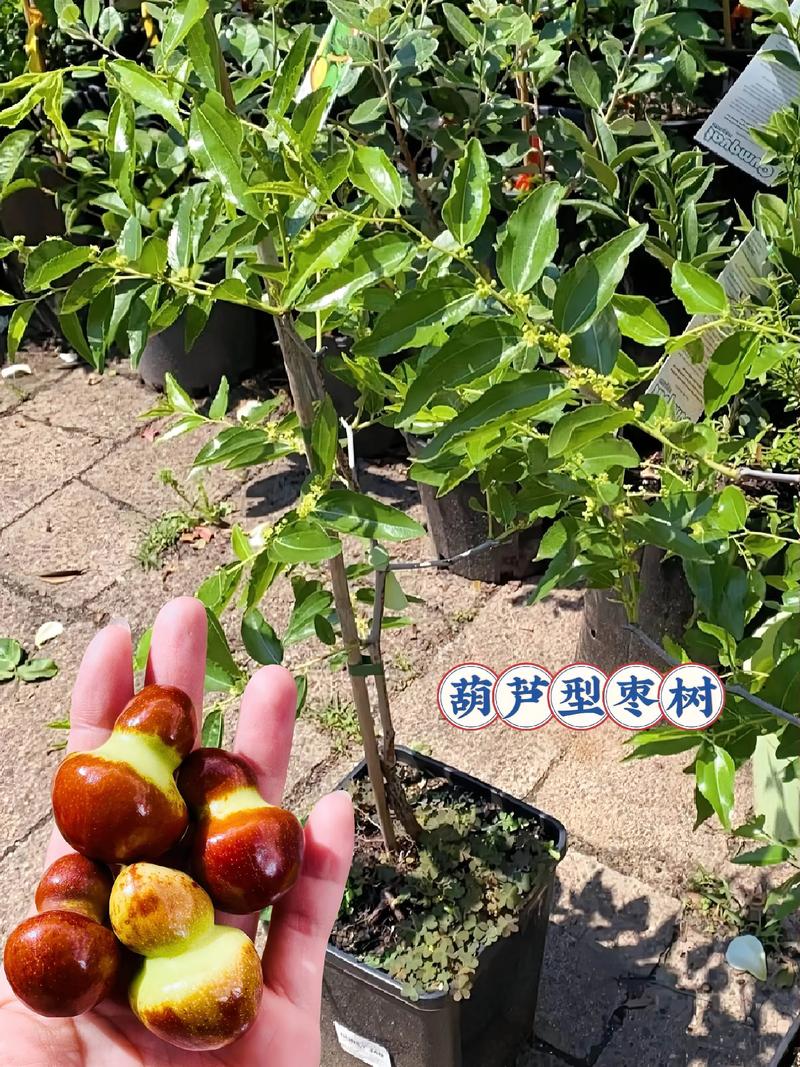 促花促果的3个核心养护步骤（实生苗专用）