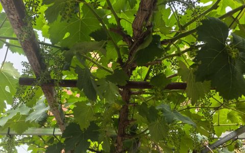 自家院里种葡萄树好不好？专家级庭种植与选购全攻略