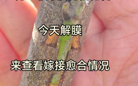枇杷树嫁接最佳时间及操作要点详解