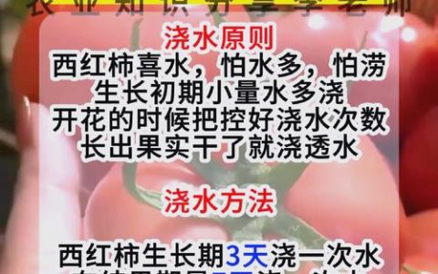 家庭种植西红柿，如何科学施肥与养护？