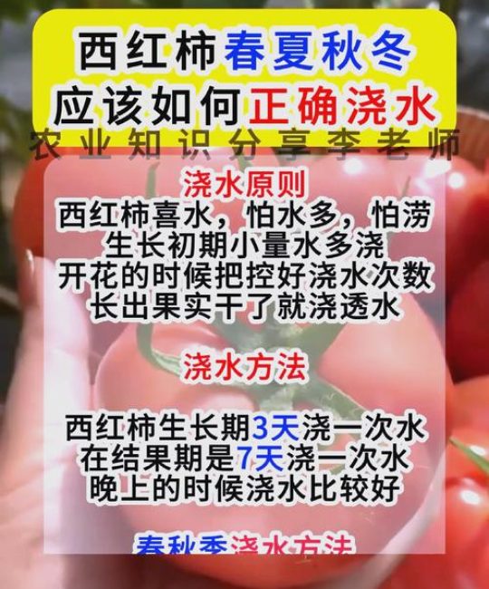 家庭种植西红柿，如何科学施肥与养护？