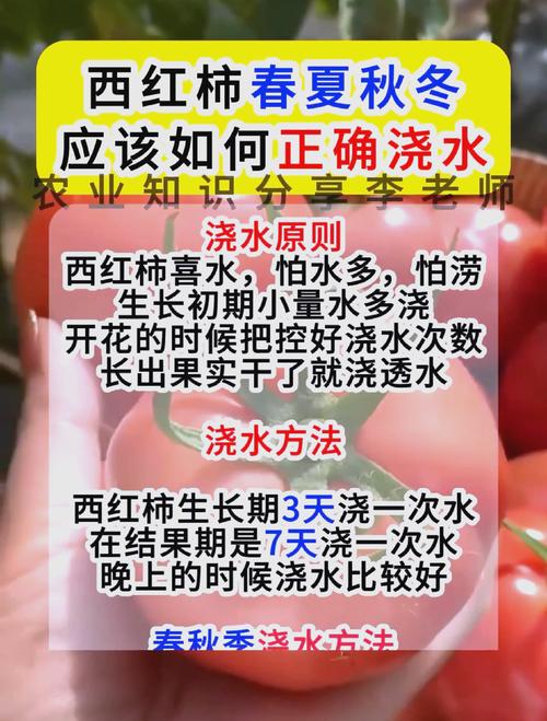 浇水：干湿循环，稳住根系