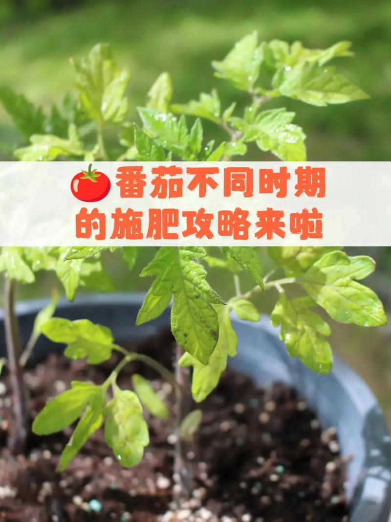 换盆/田间管理：适时换盆，促进根系发展