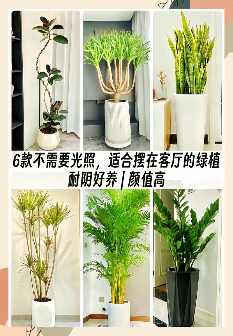 龙血树 VS 鸭脚木:6维度深度对比,帮你决定哪款“懒人绿植”更适合家 最终选择建议