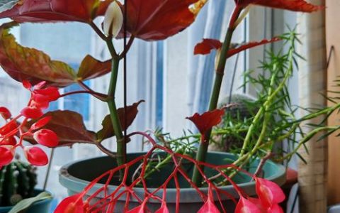 竹节海棠开花图片及四季开花养护指南