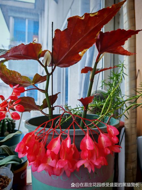 竹节海棠开花图片及四季开花养护指南 竹节海棠开花图片及四季开花养护指南