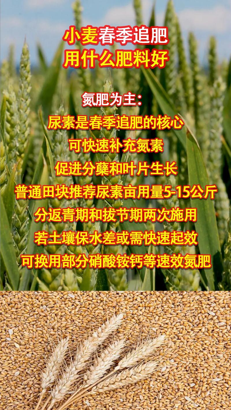 小麦年后追肥用什么肥料好?手把手教你选对肥、用对量 越冬越夏:年后小麦主要防“倒春寒”和“干热风”