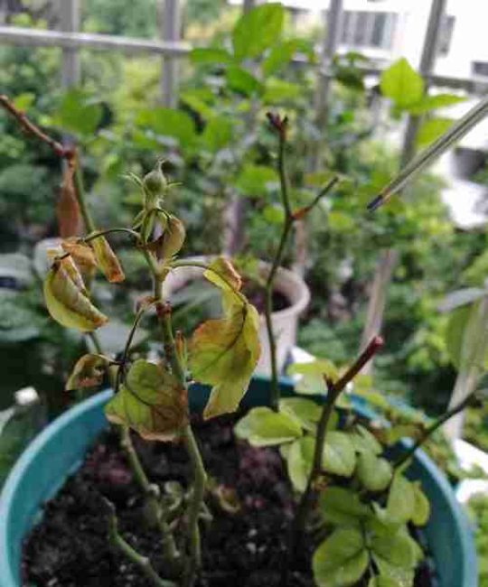 月季花叶片发黄枯萎怎么办？专业养护与误区纠正指南
