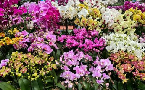 无锡鲜花批发市场哪家最便宜？一份专业的采购渠道评估指南