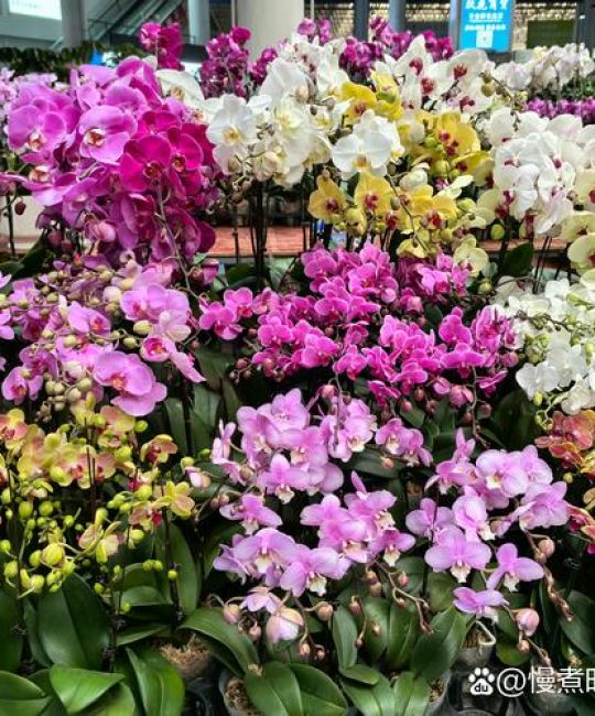 无锡鲜花批发市场哪家最便宜？一份专业的采购渠道评估指南