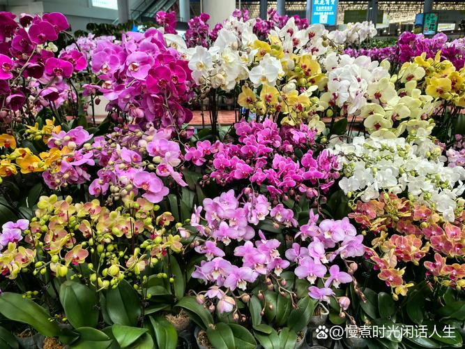 无锡鲜花批发市场哪家最便宜?一份专业的采购渠道评估指南 无锡鲜花批发市场哪家最便宜?一份专业的采购渠道评估指南