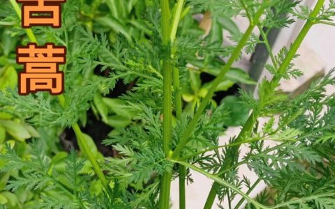 苦草的别名是什么？全面认识这种沉水植物的百科与园艺应用