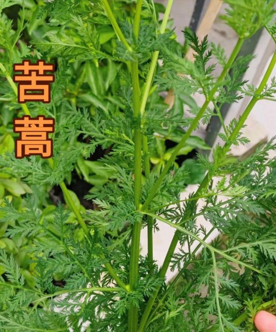 苦草的别名是什么？全面认识这种沉水植物的百科与园艺应用