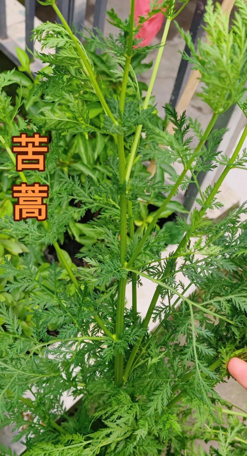 苦草的别名是什么?全面认识这种沉水植物的百科与园艺应用 苦草的别名是什么?全面认识这种沉水植物的百科与园艺应用