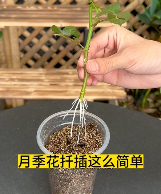 蔷薇扦插最简单方法：多花蔷薇半木质化枝条全流程操作指南