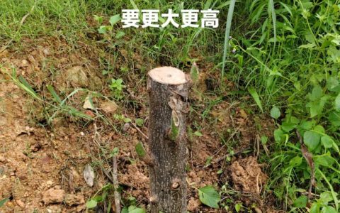 从工程绿化视角看树木砸伤赔偿：一根土球绳子引发的责任认定