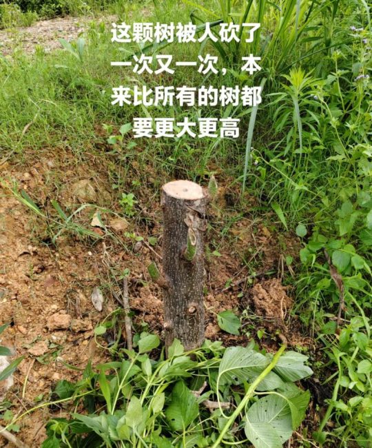 从工程绿化视角看树木砸伤赔偿：一根土球绳子引发的责任认定