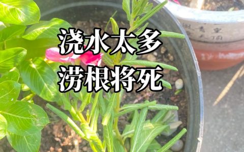 花浇水多了怎么补救？从浇水到换盆的完整挽救指南