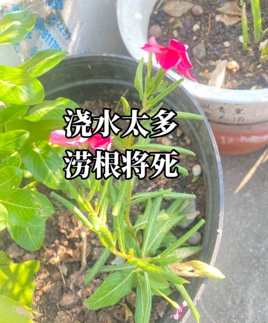 花浇水多了怎么补救？从浇水到换盆的完整挽救指南