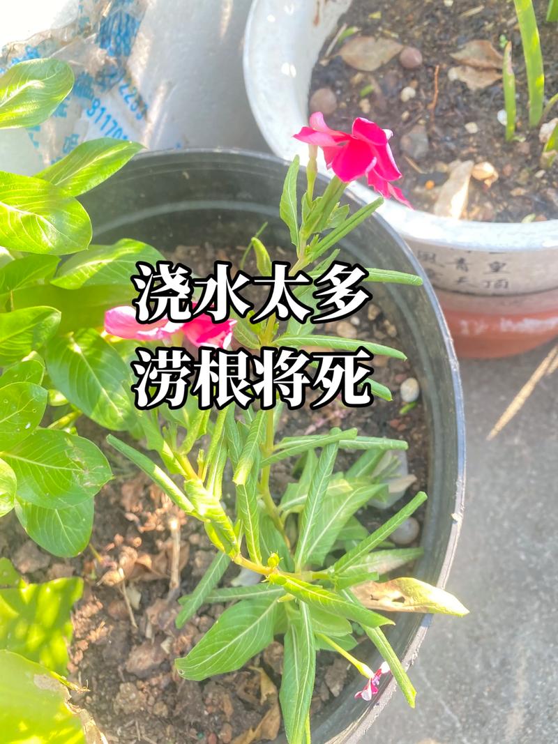 花浇水多了怎么补救?从浇水到换盆的完整挽救指南 花浇水多了怎么补救?从浇水到换盆的完整挽救指南