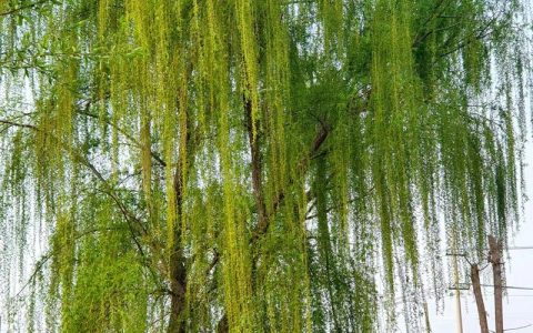 房前可以栽柳树吗？园艺师为你详解利弊与注意事项