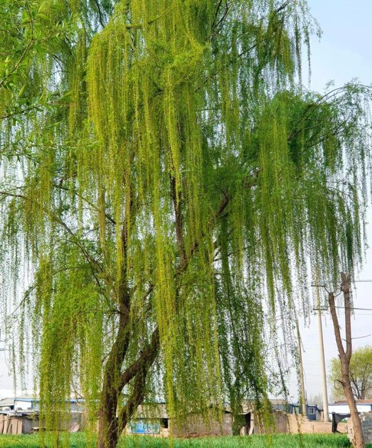 房前可以栽柳树吗？园艺师为你详解利弊与注意事项
