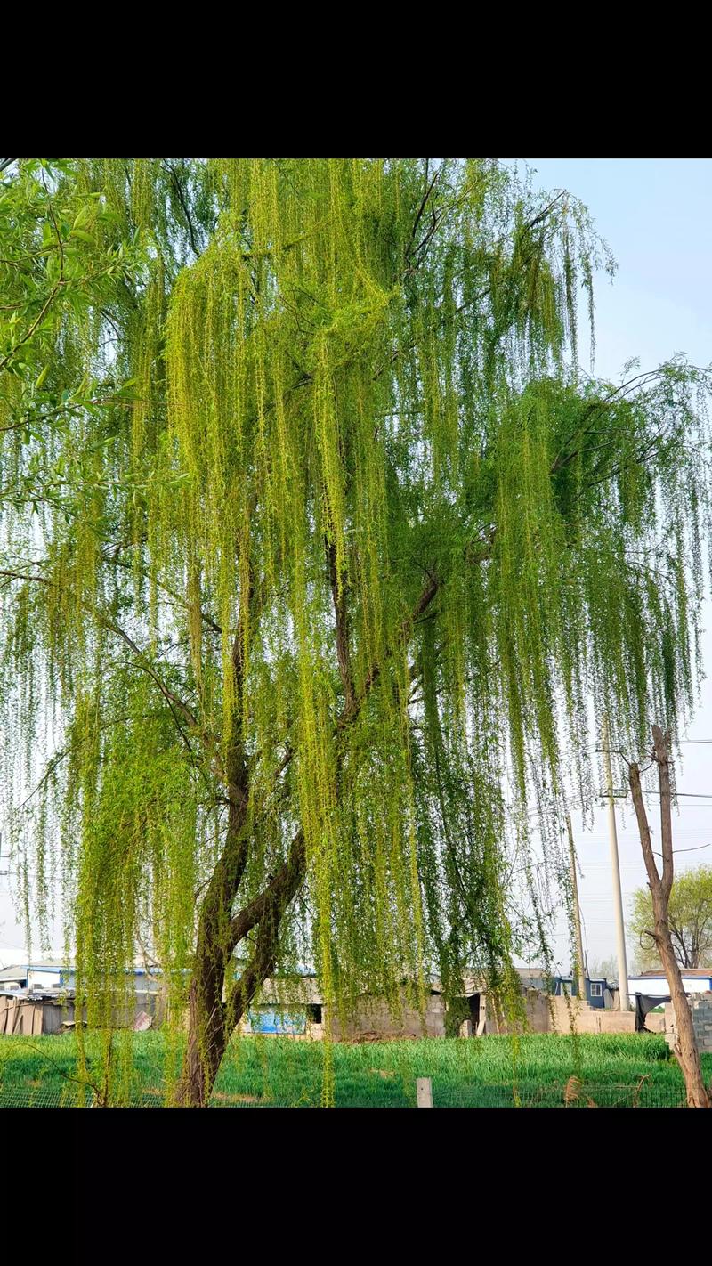 房前可以栽柳树吗?园艺师为你详解利弊与注意事项 房前可以栽柳树吗?园艺师为你详解利弊与注意事项