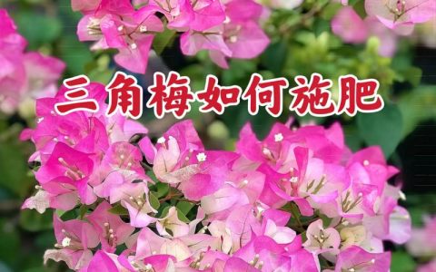 三角梅开花的时候施什么肥？花期促花施肥全攻略（含浓度与时间表）