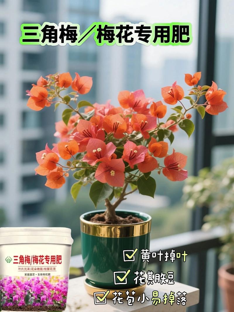 三角梅开花的时候施什么肥?花期促花施肥全攻略(含浓度与时间表) 三角梅的花期与观赏期说明