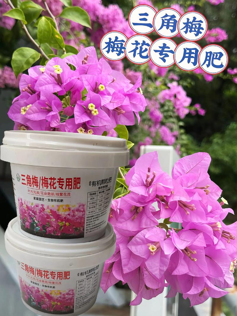 三角梅开花的时候施什么肥?花期促花施肥全攻略(含浓度与时间表) 影响三角梅开花的关键因素