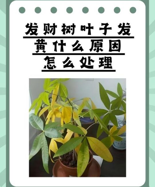 发财树蕉叶是怎么回事？常见原因与解决方法