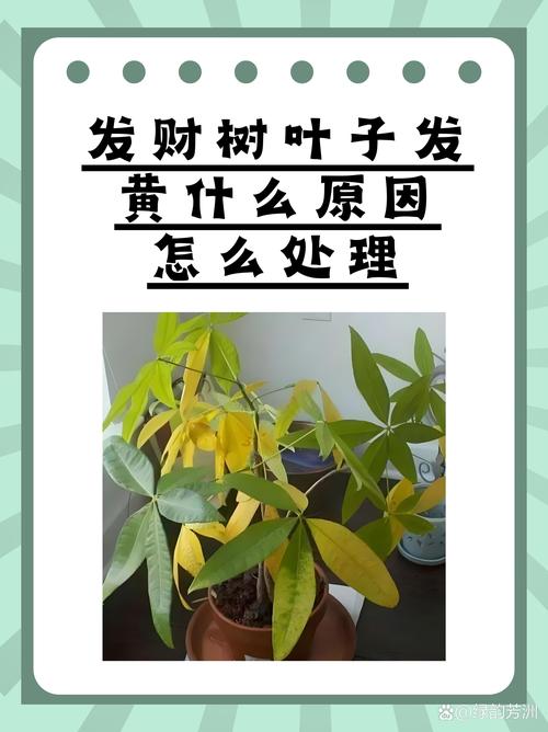 发财树蕉叶是怎么回事?常见原因与解决方法 一、什么是发财树蕉叶?