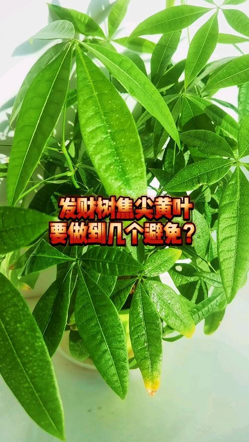 发财树蕉叶是怎么回事?常见原因与解决方法 四、日常预防要点