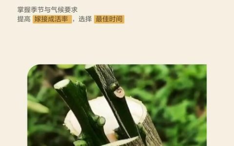 什么时候嫁接桔子树最好？掌握最佳时间与关键技术