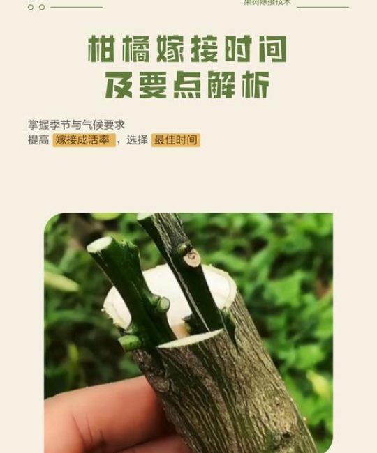 什么时候嫁接桔子树最好？掌握最佳时间与关键技术