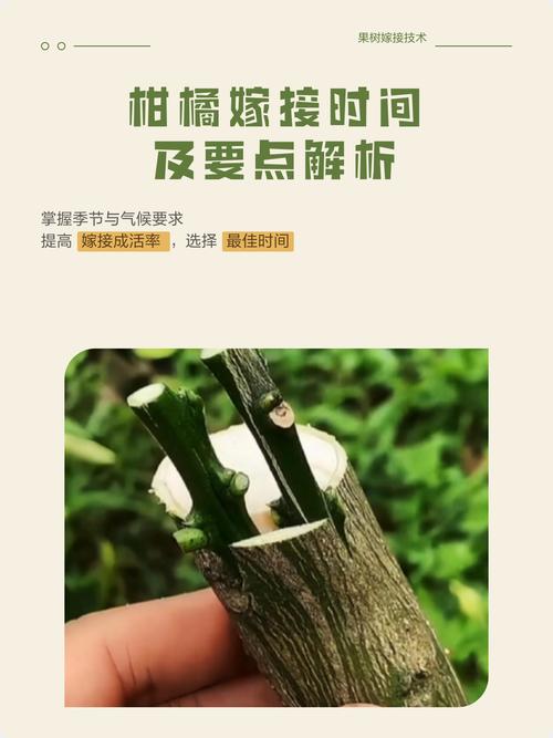 什么时候嫁接桔子树最好?掌握最佳时间与关键技术 一、先明确品种与砧木组合