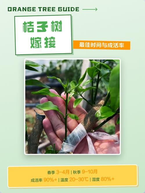 什么时候嫁接桔子树最好?掌握最佳时间与关键技术 二、两大最佳嫁接期:春季枝接与秋季芽接