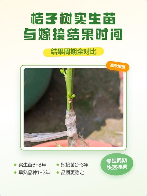 什么时候嫁接桔子树最好?掌握最佳时间与关键技术 四、错误案例与诊断