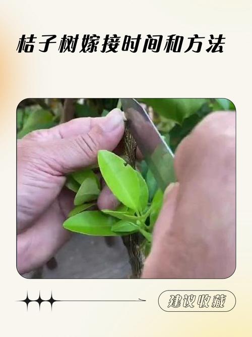 什么时候嫁接桔子树最好?掌握最佳时间与关键技术 五、后期管理与移栽时机