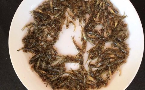 黄骨鱼苗批发渠道选择指南：如何科学评估供应商，避免踩坑