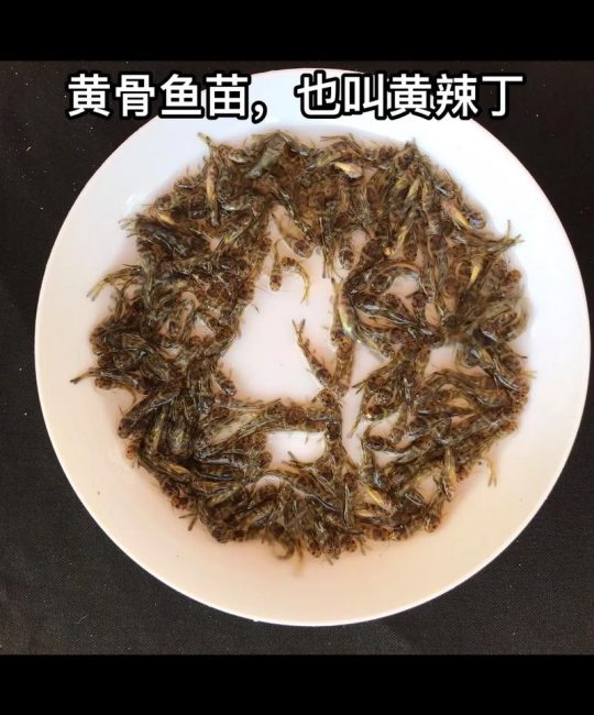 黄骨鱼苗批发渠道选择指南：如何科学评估供应商，避免踩坑