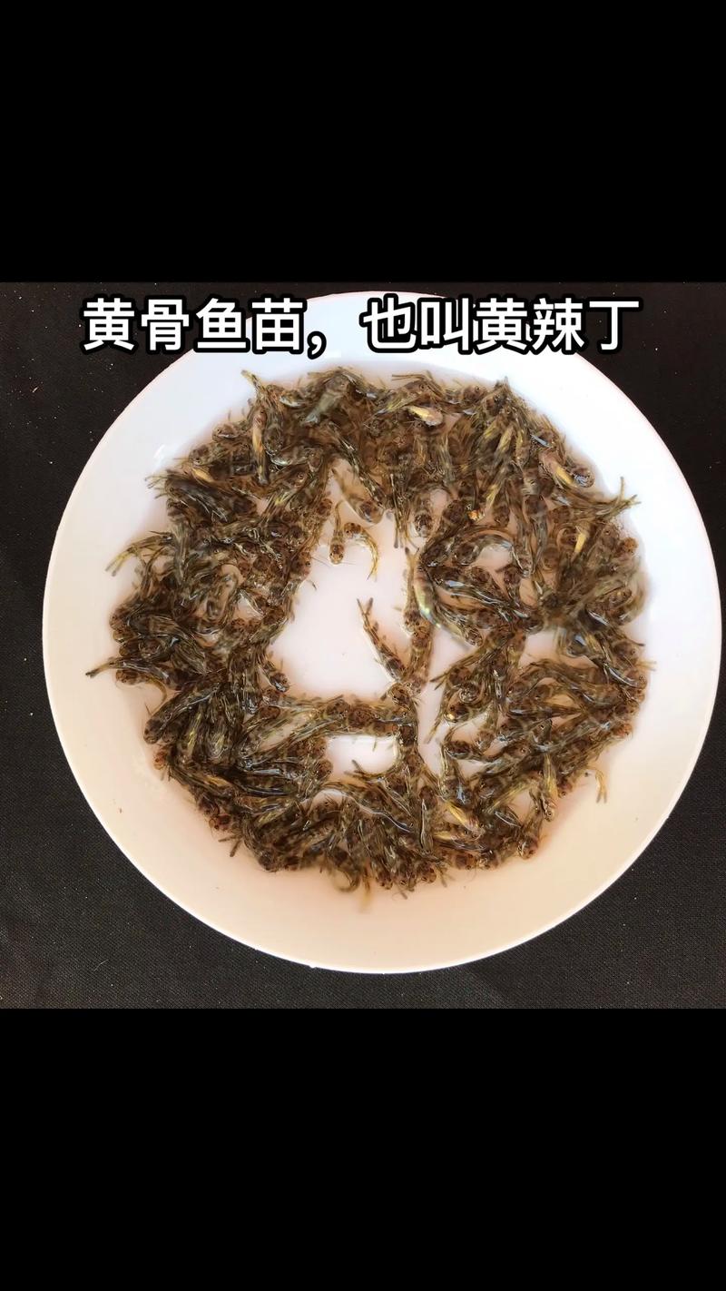 黄骨鱼苗批发渠道选择指南:如何科学评估供应商,避免踩坑 第一步:明确采购需求,初步筛选候选渠道