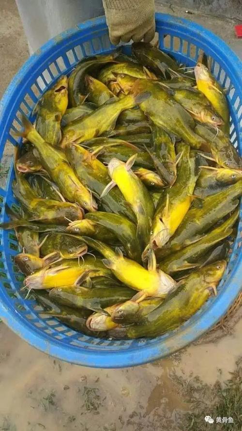 黄骨鱼苗批发渠道选择指南:如何科学评估供应商,避免踩坑 第四步:审核售后补苗政策并形成书面约定
