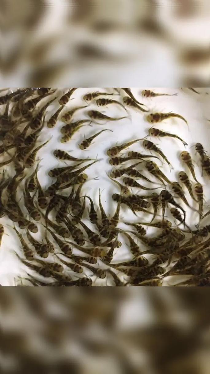 黄骨鱼苗批发渠道选择指南:如何科学评估供应商,避免踩坑 第二步:品种真实性核查与规格匹配度分析