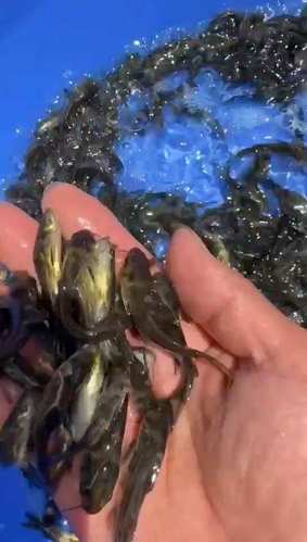 黄骨鱼苗批发渠道选择指南:如何科学评估供应商,避免踩坑 第三步:评估苗种健康状况与运输装车方案