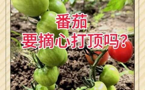 番茄需要打顶摘心吗？最佳时间与操作方法详解
