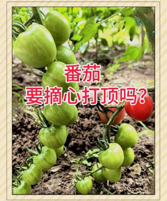 番茄需要打顶摘心吗？最佳时间与操作方法详解